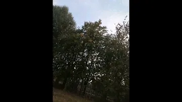 природа тест камеры Huawei nova y 61 (1)